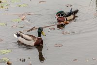 Kensington-Metropark-Wildlife-32