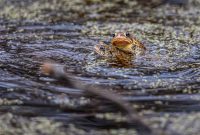 Kensington-Metropark-Wildlife-34