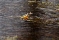 Kensington-Metropark-Wildlife-35