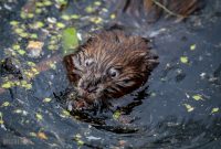 Kensington-Metropark-Wildlife-36