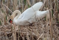 Kensington-Metropark-Wildlife-37