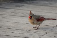 Kensington-Metropark-Wildlife-38