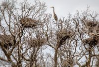 Kensington-Metropark-Wildlife-4