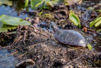 Kensington-Metropark-Wildlife-40