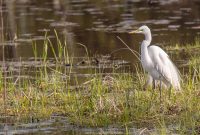 Kensington-Metropark-Wildlife-41