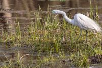 Kensington-Metropark-Wildlife-42