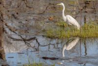 Kensington-Metropark-Wildlife-43