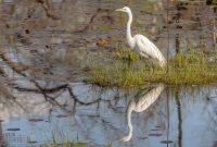 Kensington-Metropark-Wildlife-44