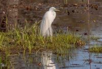 Kensington-Metropark-Wildlife-45