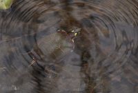 Kensington-Metropark-Wildlife-6