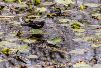Kensington-Metropark-Wildlife-7