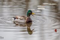 Kensington-Metropark-Wildlife-8