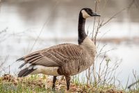 Kensington-Metropark-Wildlife-9