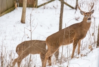 Winter - 2015-1