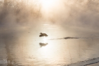 Winter - 2015-13
