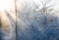 Winter - 2015-15