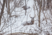 Winter - 2015-2