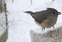 Tufted Titmouse with some food