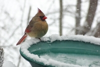 Mrs. Cardinal puffed out for the cold