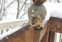 Squirrel preparing to jump