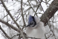Bluejay tucked in from the cold
