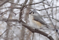 Tufted Titmouse checking out the scene