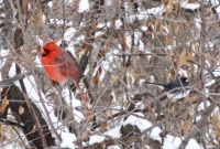 Cardinal and Dark Eyed Junco (the Canadian!)