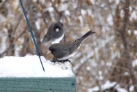 Dark Eyed Junco (we call them The Canadians!)