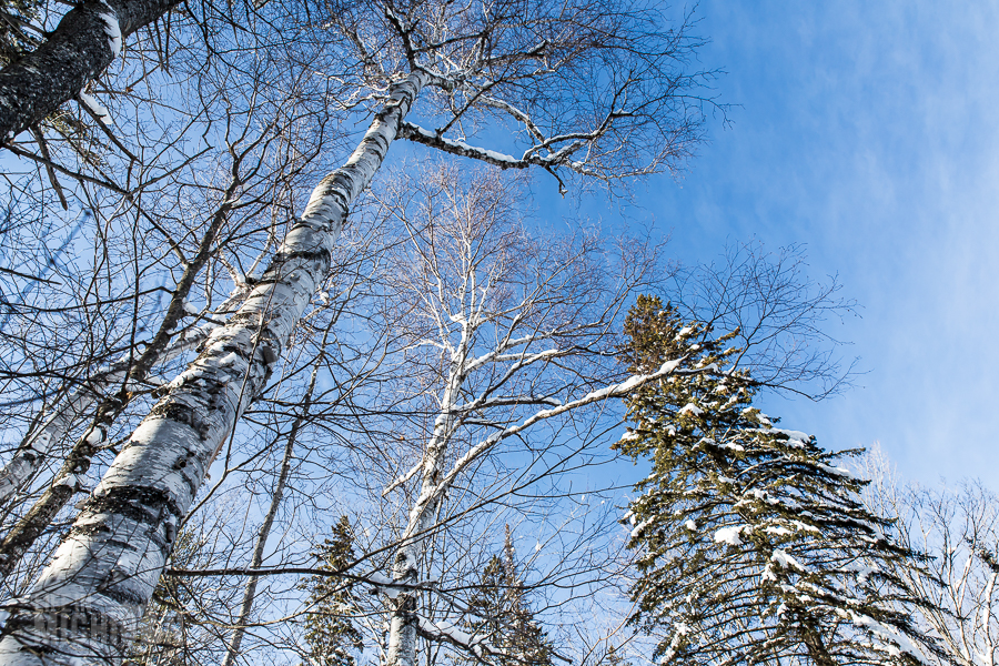 Yellow Dog River Snowshoe - U.P. Winter - 2014 - 16