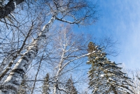 Yellow Dog River Snowshoe - U.P. Winter - 2014 -16