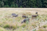 Yosemite National Park - Glacier Point - Panorama Trail - 2014