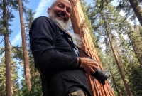 Yosemite National Park - Mariposa Grove - 2014