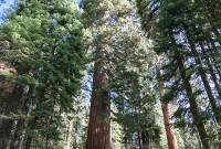 Yosemite National Park - Mariposa Grove - 2014