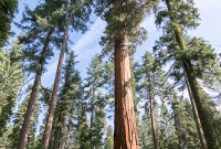 Yosemite National Park - Mariposa Grove - 2014