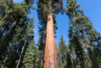 Yosemite National Park - Mariposa Grove - 2014