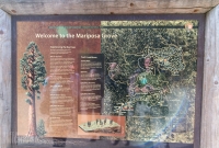 Yosemite National Park - Mariposa Grove - 2014