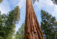 Yosemite National Park - Mariposa Grove - 2014