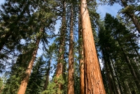 Yosemite National Park - Mariposa Grove - 2014