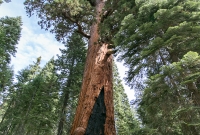 Yosemite National Park - Mariposa Grove - 2014