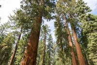 Yosemite National Park - Mariposa Grove - 2014
