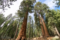 Yosemite National Park - Mariposa Grove - 2014