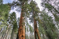 Yosemite National Park - Mariposa Grove - 2014