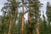 Yosemite National Park - Mariposa Grove - 2014