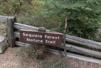 Yosemite National Park - Mariposa Grove - 2014