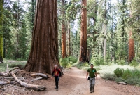 Yosemite National Park - Mariposa Grove - 2014