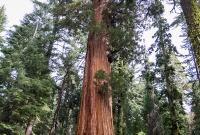 Yosemite National Park - Mariposa Grove - 2014