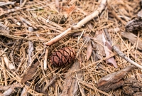 Yosemite National Park - Mariposa Grove - 2014