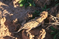Horny lizard outside Grafton