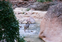 Buck crossing the Virgin River