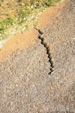 Big 6ft snake outside the truck in Grafton